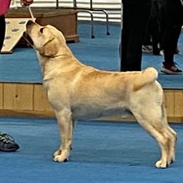 Labrador Retrievers from Pineview Meadow Labradors