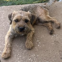 Regan - Border Terrier