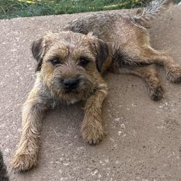 Regan - Border Terrier