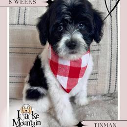 Tinman - Black male Australian Labradoodle puppy in Eagle Mountain, Utah from Lake Mountain Doodle