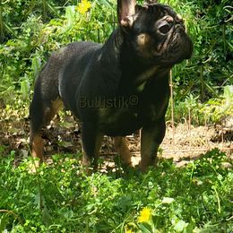 French Bulldog All Grown Up from Bullistik® Knl