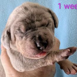 Ciefer - Merle female Great Dane puppy in Wellsville, New York from Prophecy Danes