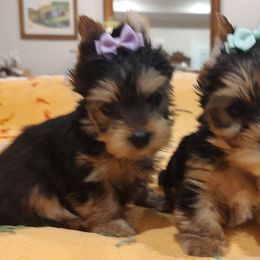 Bloodhound and Yorkshire Terrier Puppies from Buckingham Bloodhounds