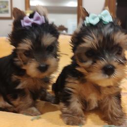 Bloodhound and Yorkshire Terrier Puppies from Buckingham Bloodhounds