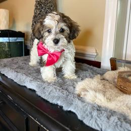 Darla - Parti female Yorkipoo puppy in Henderson, North Carolina from Dorans Danes and Doodles