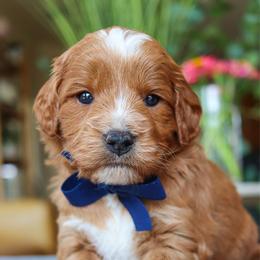 Hook - Red  male Goldendoodle puppy in Salado, Texas from Red Ranch Dogs