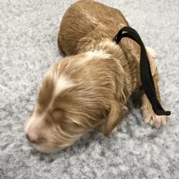 Black Boy - Caramel cream male Australian Labradoodle puppy in West Union, South Carolina from Golden Corner Labradoodles, LLC