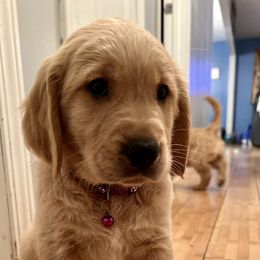 Golden Retriever Puppies from Renko Kennel