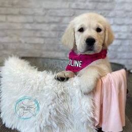Golden Retriever Puppies from Blue water Goldens