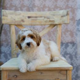 Burgundy collar girl - Parti female Goldendoodle puppy in Spokane, Washington from Beloved_doodles_WA