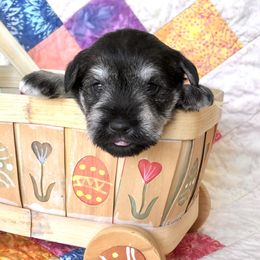 Miniature Schnauzer Puppies from MoonShadows Miniature Schnauzers