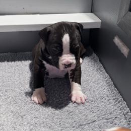 Red collar - Black male American Staffordshire Terrier puppy in Cloverdale, Indiana from Woodshire American Staffordshire Terrier’s