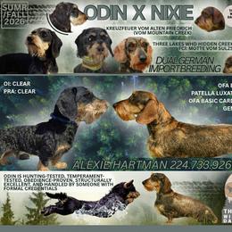 Dachshund puppies from Three Lakes Labs & WHDs