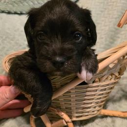 Diamond - Black male Schnoodle puppy in Arkansas from Harper's Pups
