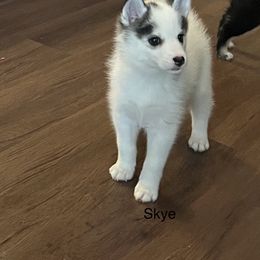 Pomsky Puppies from Farrah's Pomskies