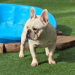 BB - Cream male French Bulldog puppy in Polk City, Florida from Best Friend Frenchies, LLC