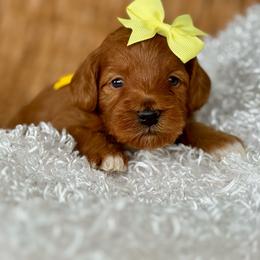 Yellow - Red  female Goldendoodle puppy in Hesperia, Michigan from Red Acres Poodles & Doodles