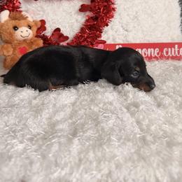 Sampson - Black and tan male Dachshund puppy in Hillsville, Virginia from Bonderosa Kennels