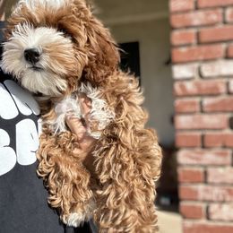 Bernedoodle, Goldendoodle, and Sheepadoodle Puppies from High Desert Doodles