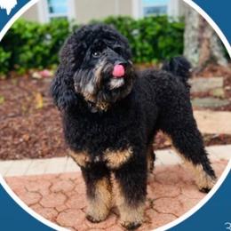 King - Bernedoodle