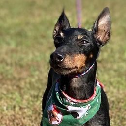 Manchester Terriers from Earendil