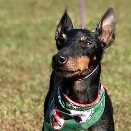 Manchester Terriers from Earendil