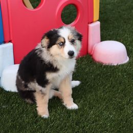 Nova - Miniature Australian Shepherd