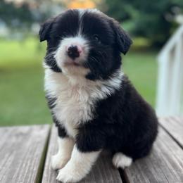 Grady - Black & white male Miniature Australian Shepherd puppy in Brookshire, Texas from P's Aussies