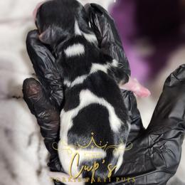 Boy 1 - Parti male Yorkshire Terrier puppy in Austin, Arkansas from Cup's Yorkie Parti Pups