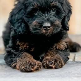 Bernedoodle, Goldendoodle, and Golden Mountain Doodle Puppies from Magic Valley Family Doodles