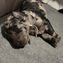 Cookie - Blue merle female Bernedoodle puppy in Mc Gaheysville, Virginia from Doting Doodles
