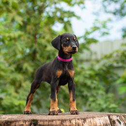 Dolli - Black and rust female Doberman Pinscher puppy in Biglerville, Pennsylvania from Saxbell Dobermans