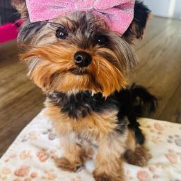 Riley - Yorkshire Terrier