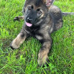 Quest - Sable male German Shepherd puppy in Warren County, Tennessee from K.A.K’s German Shepherds