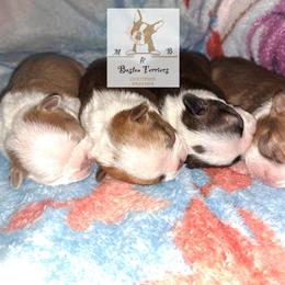 Boston Terrier Puppies from M&Bs Boston Terriers