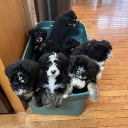 Bernedoodle Puppies from A MAYSING Bernedoodles