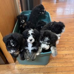 Bernedoodle Puppies from A MAYSING Bernedoodles