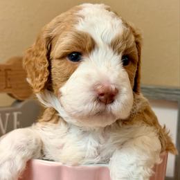 Jade - Phantom female Goldendoodle puppy in Great Falls, Montana from AnneLuna Goldendoodles