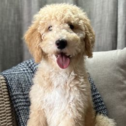 Boy 6 - Bernedoodle puppy in Bend, Oregon from Bella Ridge Farms & Dapper Doodles
