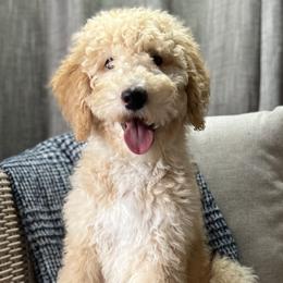 Boy 6 - Bernedoodle puppy in Bend, Oregon from Bella Ridge Farms & Dapper Doodles