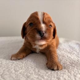 Baker AKC - Ruby male Cavalier King Charles Spaniel puppy in Katy, Texas from True Heart Cavaliers LLC