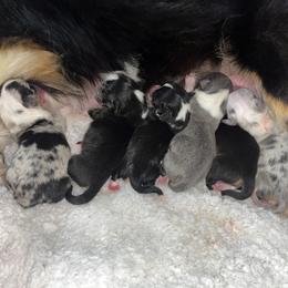 American Corgi and Pembroke Welsh Corgi Puppies from High Cotton Corgis