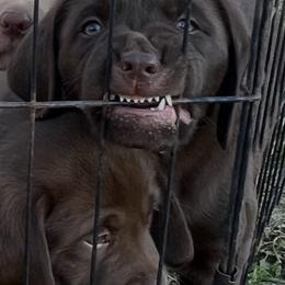 Labrador Retriever Puppies from Shannon Sandifer