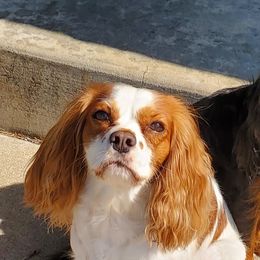 Cavalier King Charles Spaniels from Tracy Buck