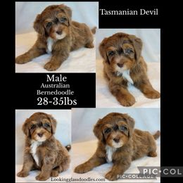 Tasmanian Devil - Merle male Bernedoodle puppy in Roseburg, Oregon from Lookingglass Doodles