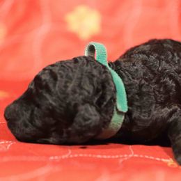 Reed-green collar - Phantom male Poodle puppy in Leonard, Texas from Deblyns Poodles