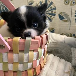 Bruce - Black and white male Chihuahua puppy in Red Bluff, California from Aye Chihuahua