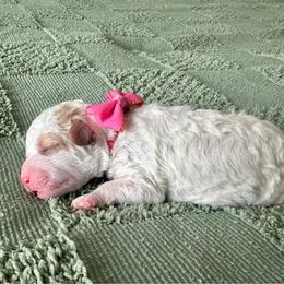 Skye - Blenheim female Cavapoo puppy in West Haven, Utah from Harper Haven Cavapoos & Doodles