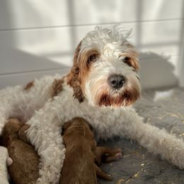 Amelia - Goldendoodle