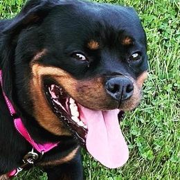 Ria - Rottweiler